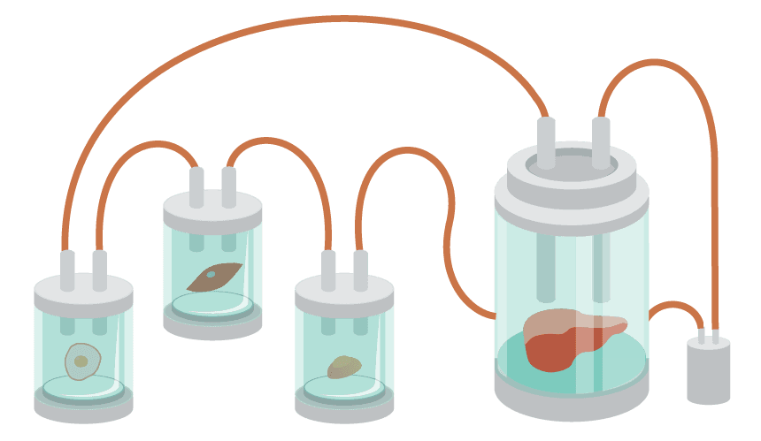 CulNet technology mimics the cellular growth systems of organs connected by blood vessels.