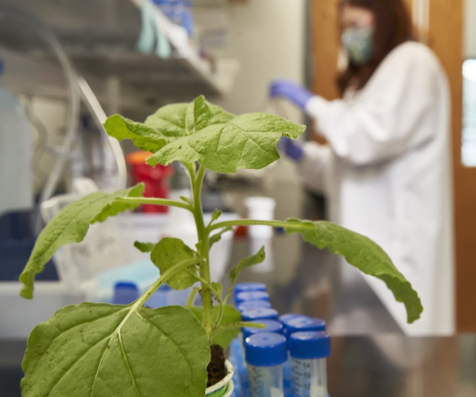 N. benthamiana, growth factor factory.