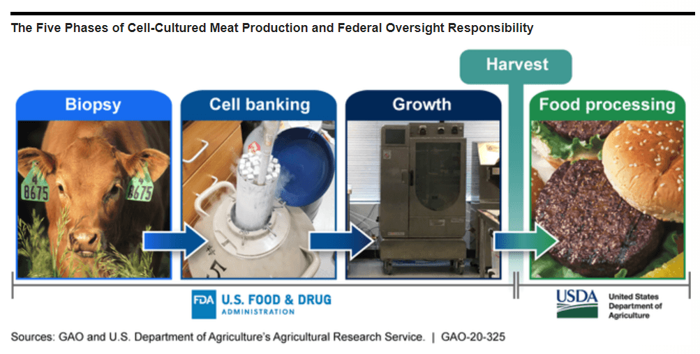FDA and USDA Could Strengthen Existing Efforts to Prepare for Oversight of Cell-Cultured Meat