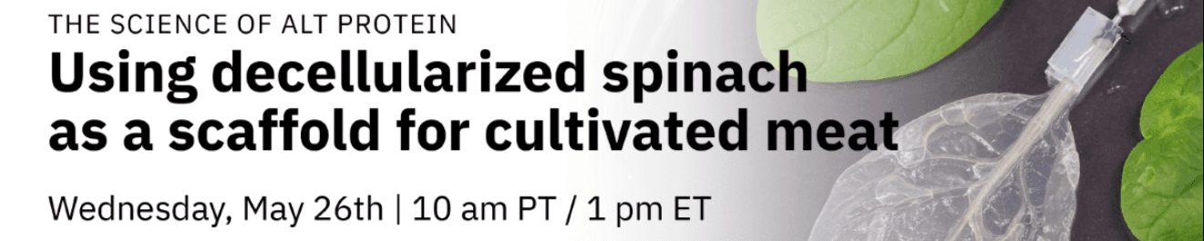 Using decellularized spinach as a scaffold for cultivated meat with Dr. Glenn Gaudette