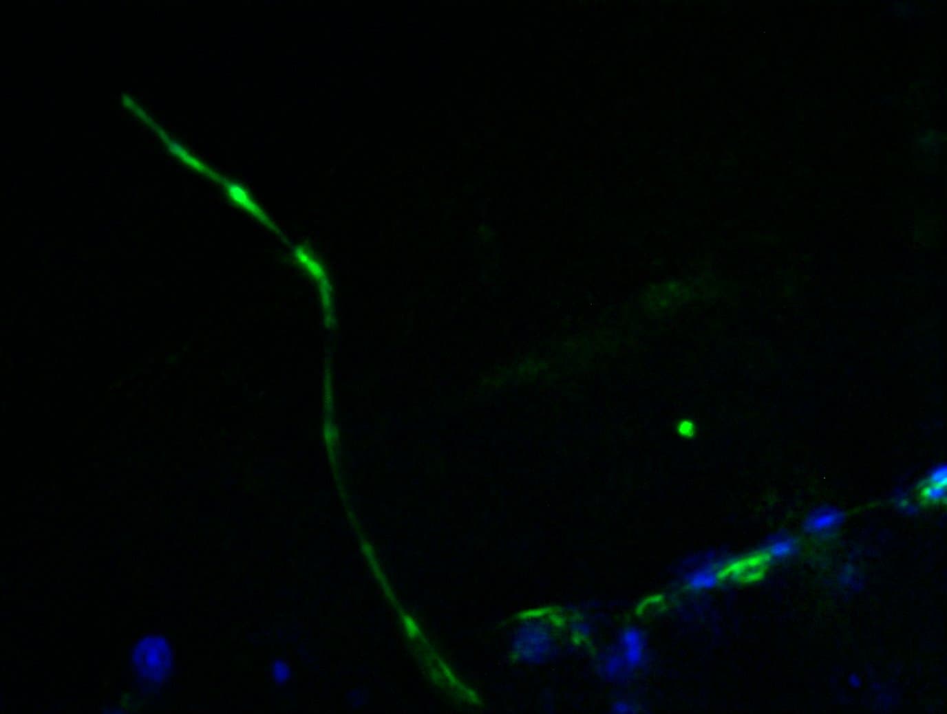 Confocal image of a stained [bioprinted] hairfollicle