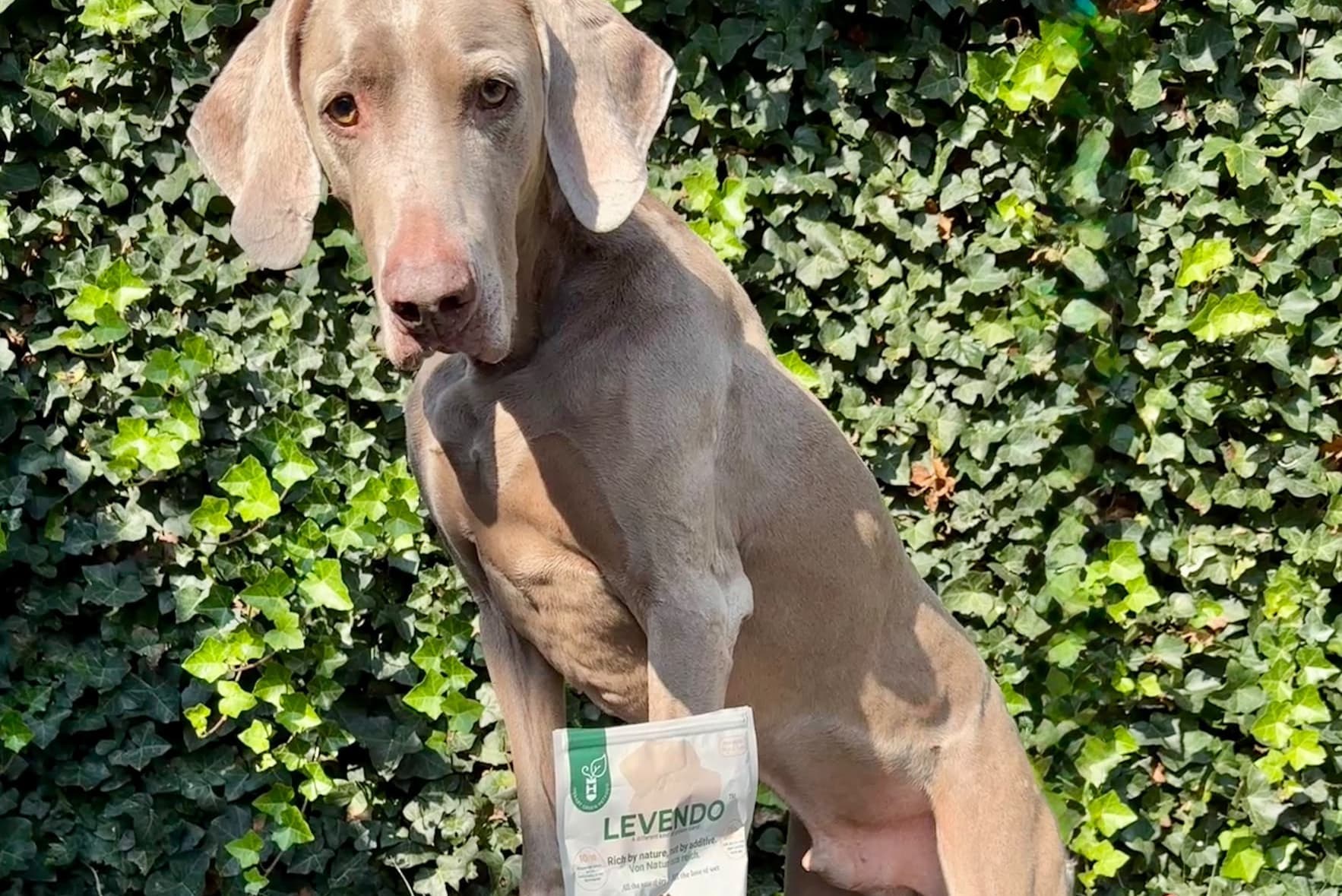 HenArt debuts baked dog food made with Enifer's PEKILO mycoprotein
