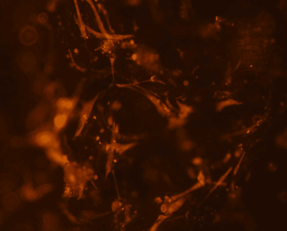 Cass Materials' BNC cell culture scaffold stained with growing muscle fibers. Cass Materials.
