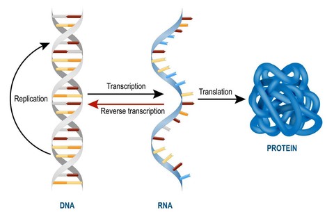 The central dogma of molecular biology governs gene expression
