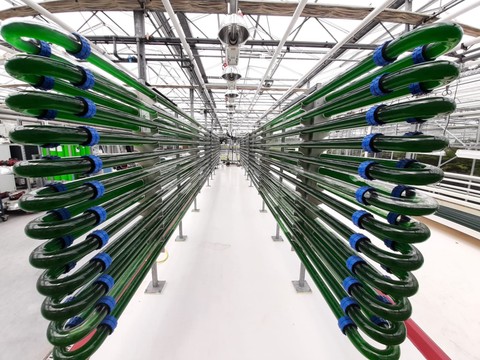 Production of G. sulphuraria in a pilot tubular photobioreactor at AlgaePARC (Wageningen University and Research, the Netherlands)