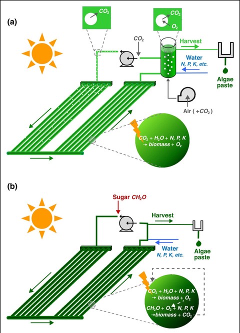Schematic diagrams of tubular photobioreactors operated in the (a) autotrophic mode and (b) mixotrophic mode. The darker green for the mixotrophic mode represents the higher biomass concentration that can be achieved. As a result of this higher concentration, the harvest unit can also be smaller as depicted in the graphic.