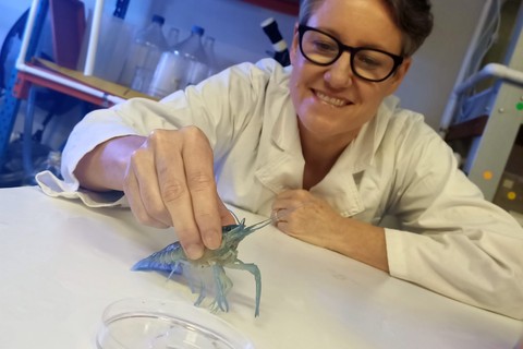 New Harvest Funds Australian Research on Cell-Based Crayfish Meat