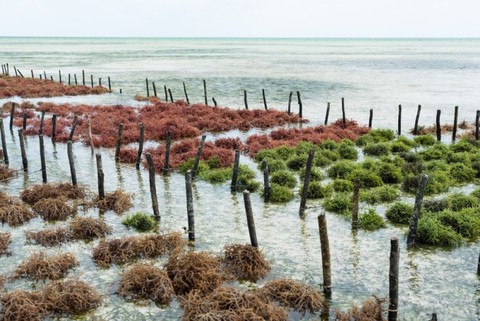 Seaweed Aquaculture's Untapped Potential