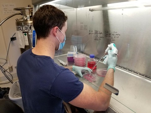 PhD student Ted O'Neil working on cell media optimization for cultured meat in Professors David Block and Keith Baar's la