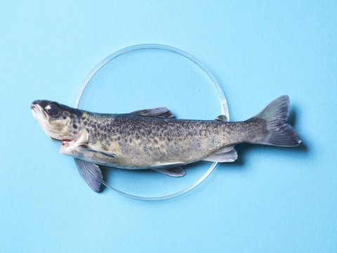 Atlantic salmon in Petri dish. Copyright Bluu GmbH 2023. Photo Anna Brauns.