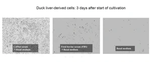 Duck liver-derived cells: 3 days after start of cultivation
