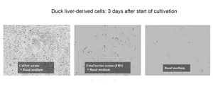 Duck liver-derived cells: 3 days after start of cultivation