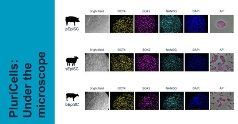 PluriCells launches much-sought-after cell lines
