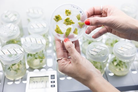 PoLoPo Shifts Focus to High-Protein Potatoes for the Chips Industry