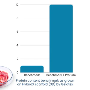 Protein content benchmark as grown on HybridX scaffold (3D) by Gelatex