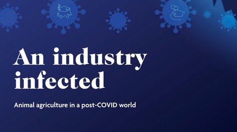 An Industry Infected: Animal agriculture in a post-COVID world